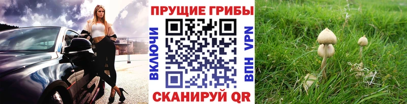 Галлюциногенные грибы мухоморы  Пошехонье 